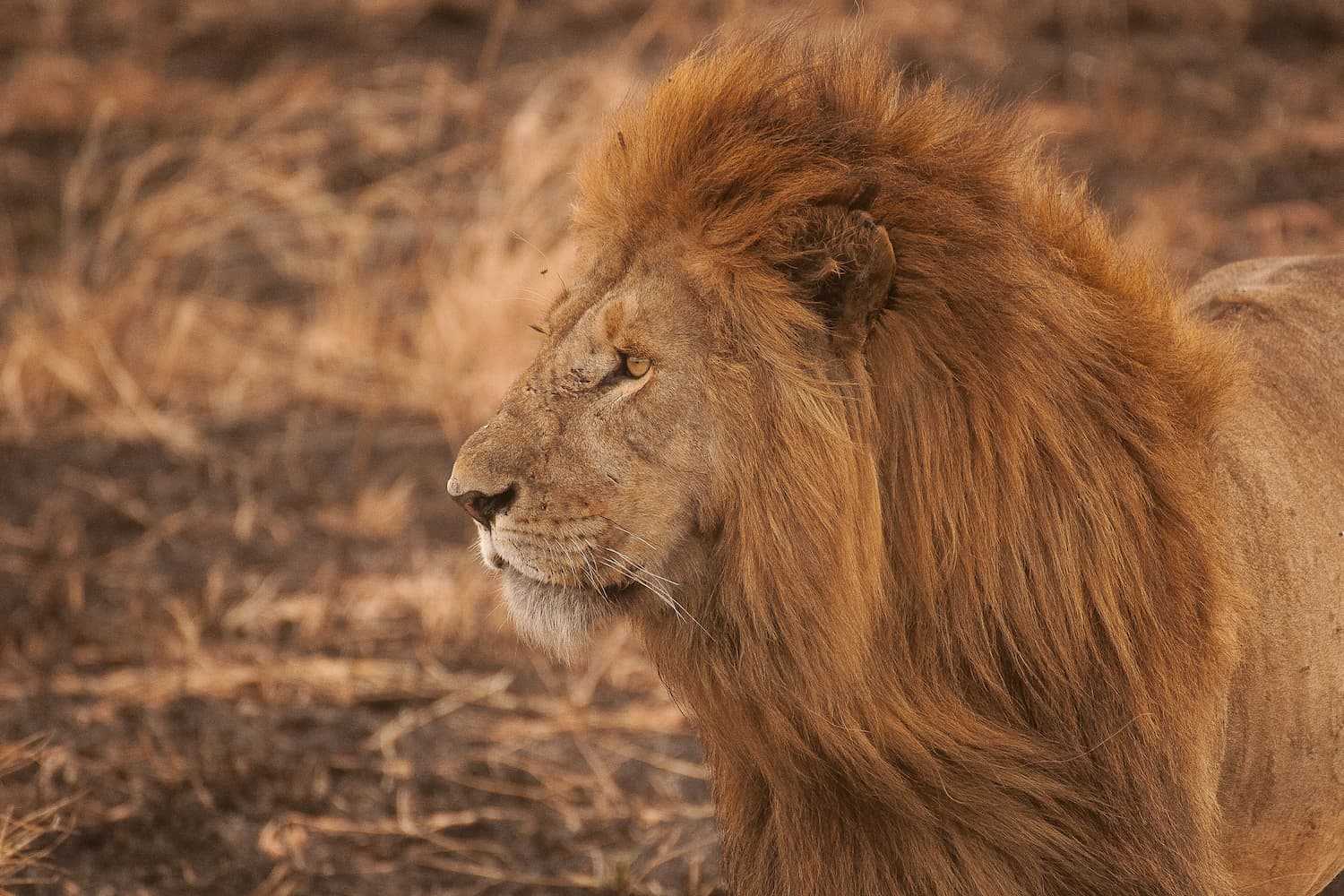 Safari por Tanzania y Zanzibar