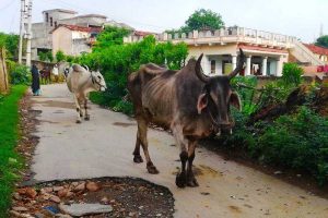 India rural