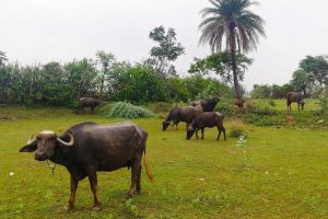 India rural