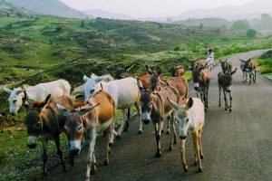 India rural