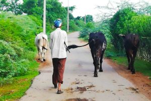 vacas india